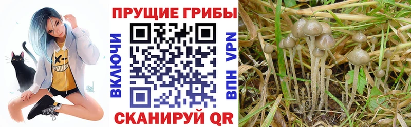 Галлюциногенные грибы мицелий Ворсма